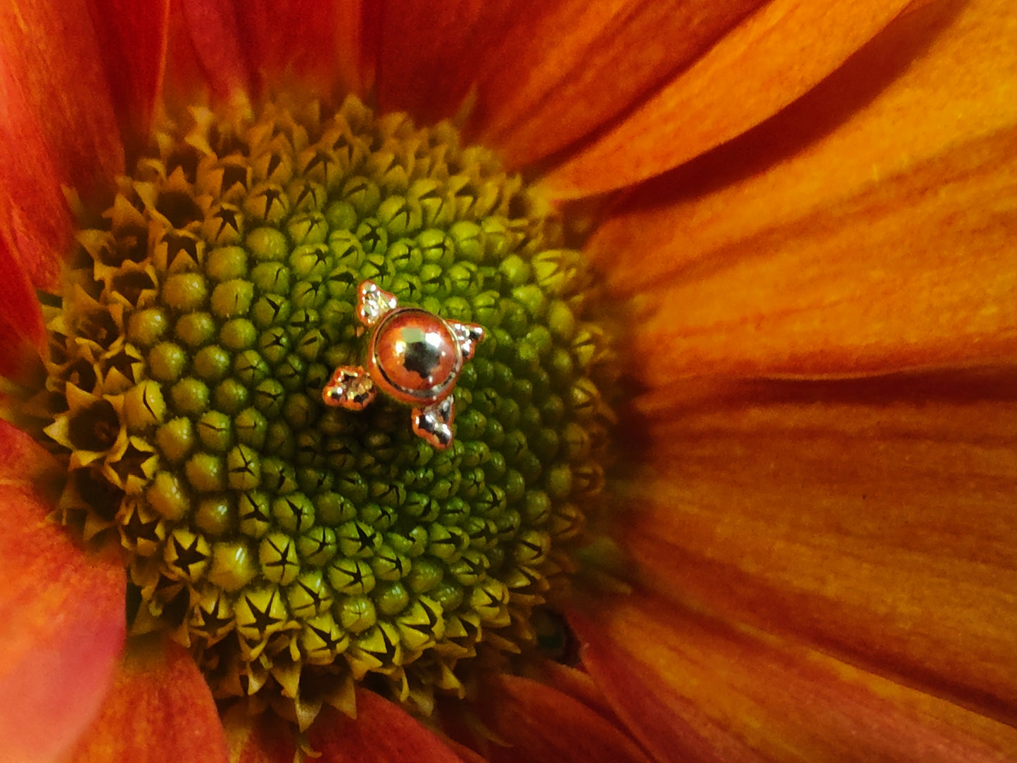 a solid gold end with 4 tri bead accents sat on a burnt orange flower